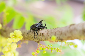 Dynastinae or rhinoceros beetles on tree