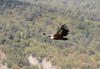 Griffon vulture