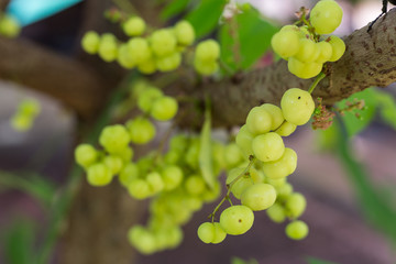 Star gooseberry fruit. Phyllanthus acidus, known as the Otaheite gooseberry