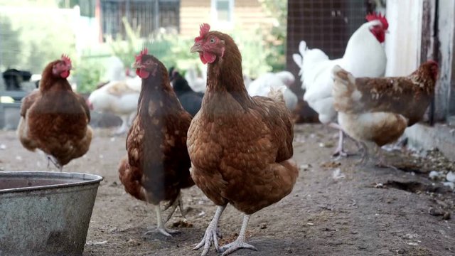 Chickens standing on farmyard. Chickens looking at camera on poultry farm.