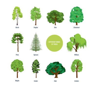 Concept of collection of modern different kinds of trees.