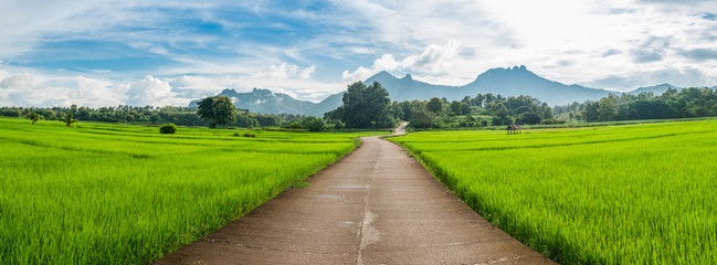 Landscape of the road in green rice field with mountain.background