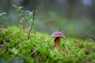 Toxic or Tasty? September mushroom