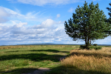 Fototapeta na wymiar Słowiński Park Narodowy - meadows and a tree under blue skies