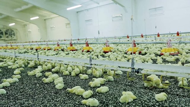Chicken broilers in poultry farm