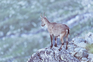 Female Ibex perched on rock on the Italian French Alps.