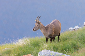 Female Ibex perched on rock on the Italian French Alps.