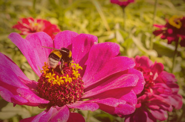 Pollinating insects in sunny day. Filtered.
