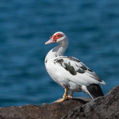     Muscovy Duck, Cairina moschata, standing on the rocks in Tahiti
