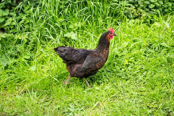 dark coloured chicken