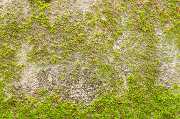 Green mos on the wall.