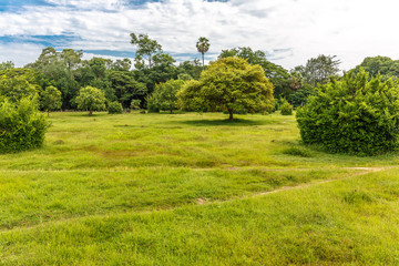 Beautiful Green Grass with Some Trees in a Park