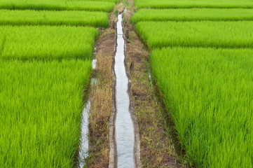 Green rice field in Local place.Thailand