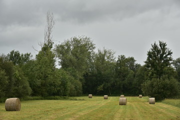 Ballots de paille dans une prairie près d'un bois sous un ciel chargé ,au Périgord Vert 