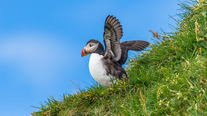 North Atlantic ocean puffins at Faroe island Mykines, late summer