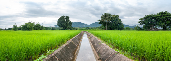 Green rice field in Local place.Thailand