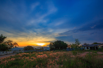 Obraz premium beautiful sunset with flowers.