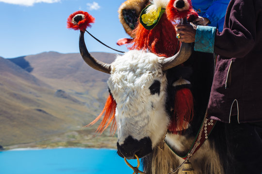 Yak beside YamdrokTso