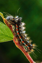 Ampfer-Rindeneule, Acronicta rumicis