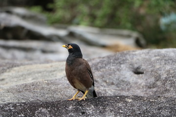 Manorina melanocephala in Australia