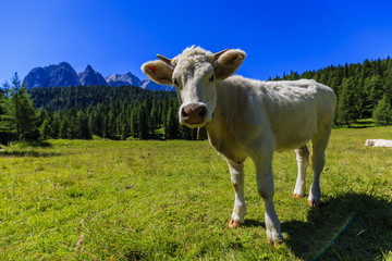 Fototapeta na wymiar Summer landscape, alpine pass and cows, Passo Tre Croci with famous peaks in background, Dolomites, Italy, Europe