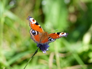 papillon gros plan