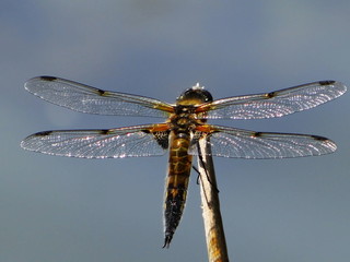 Libelle