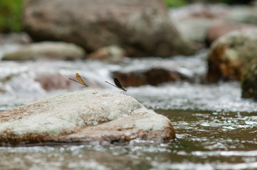 Stone in waterfall.