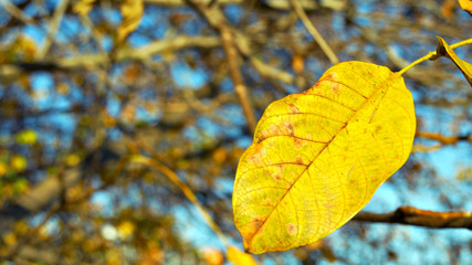 Single ash tree leaf III