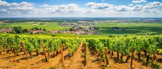 Rolgordijnen Wijngaarden van Bourgondië, Frankrijk © tichr