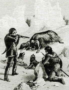 James Clark Ross (1800–1862), british polar explorer, hunting muskox  