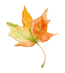 Watercolor illustration. Hand-drawn maple leaf on the white background.