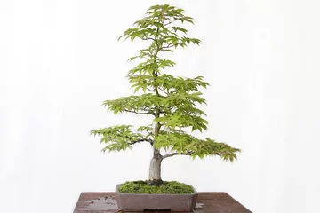 Papier Peint photo Bonsaï Érable du Japon (Acer palmatum) bonsaï sur une table en bois et fond blanc