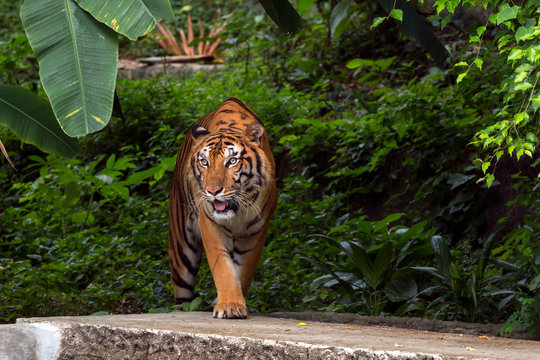 Indochinese Tiger walking from forest; Panthera tigris corbetti coat is yellow to light orange with stripes ranging from dark brown to black