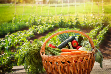 Organic vegetables in wicker basket