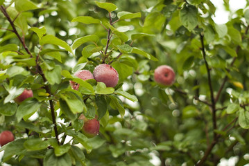 Apple tree branches with small red fruits in the rain. Focus on an apple with rain drops in the center of the frame, the near branches and background are blurred...