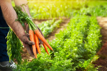 Carrots in farmer hands. Carrot picking. - obrazy, fototapety, plakaty