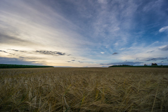 Germany - Huge field of barley between endless green fields of corn in summer at dawn