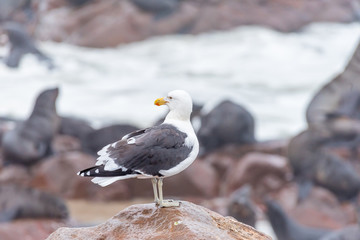 Kelp gull, Larus dominicanus, looking back at Cape Cross