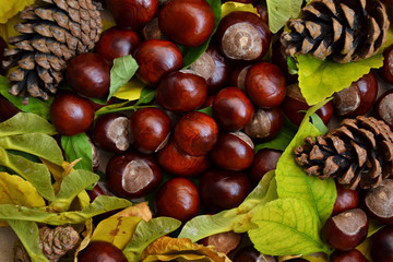Autumn wallpaper chestnuts dry leaves pine cones 6