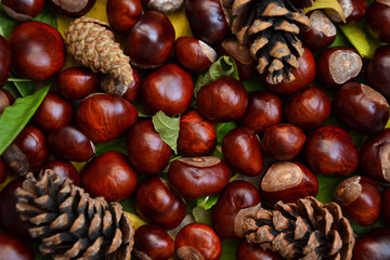 Fall photo background chestnuts dry golden leaves 6