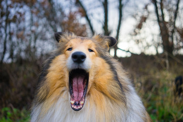 Gold rough collie yawning