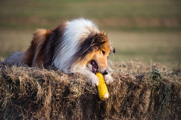 Gold rough collie eating corn at haystack, summer, sunset