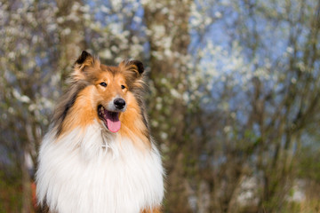 Obraz na płótnie Canvas Rough collie with gold hair, white blooms in background, spring, portrait