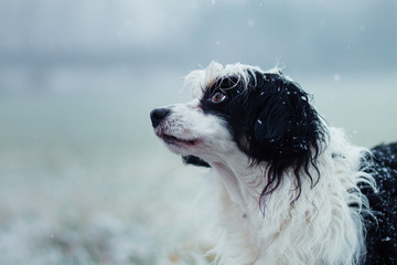 Black and white dog portrait, winter, snow