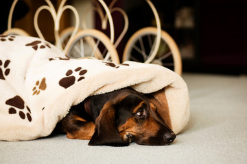 Hund unter der Decke