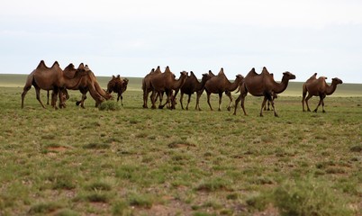 Fototapeta na wymiar herd of camels in gobi desert