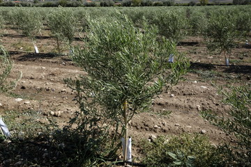 cultivation of olives