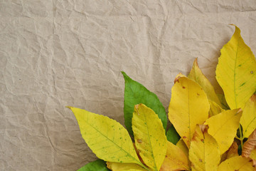 Obraz premium Autumn wallpaper yellow leaves fall vintage background 9