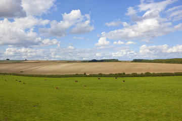 Fototapeta na wymiar hereford cattle and meadow